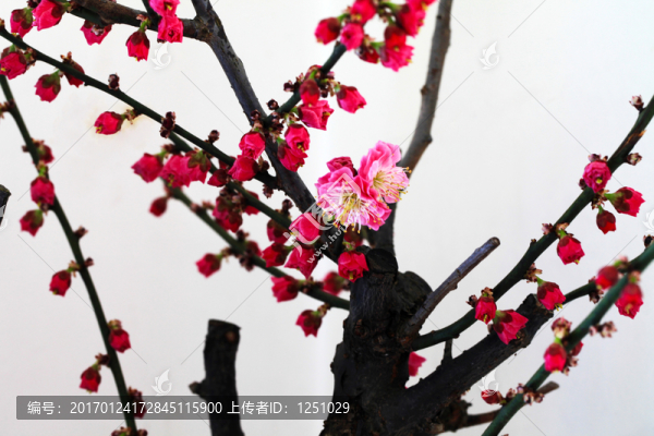 臘梅鬧春
