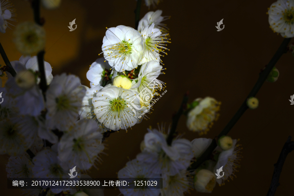 臘梅鬧春