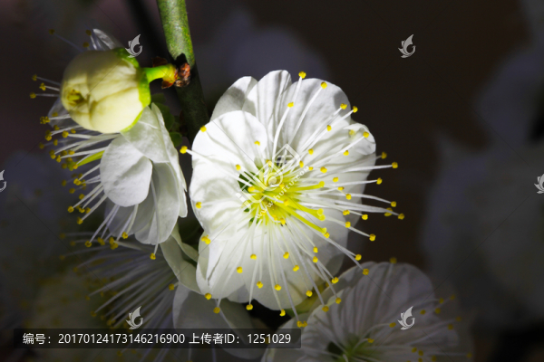 臘梅鬧春