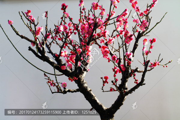 臘梅鬧春