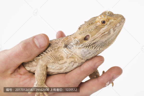 髯龍-匯圖網(wǎng) www.fosd68.com 髯龍