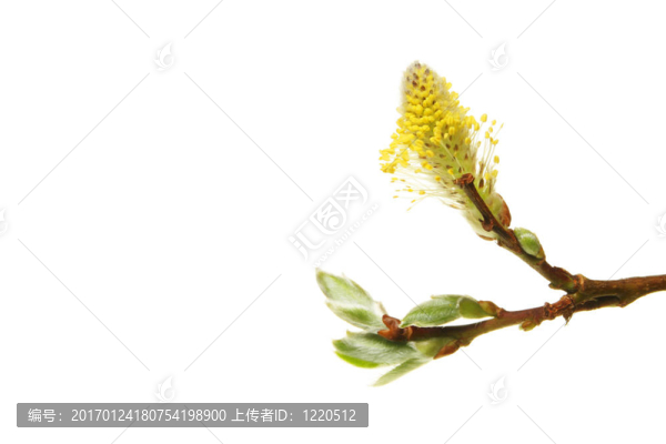 柳花