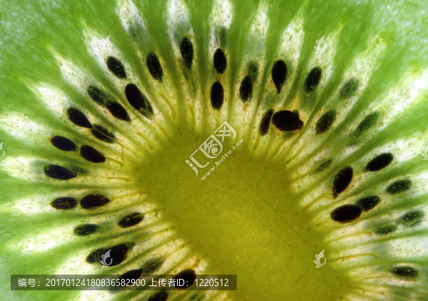 精美圖像特寫獼猴桃背景細(xì)節(jié)