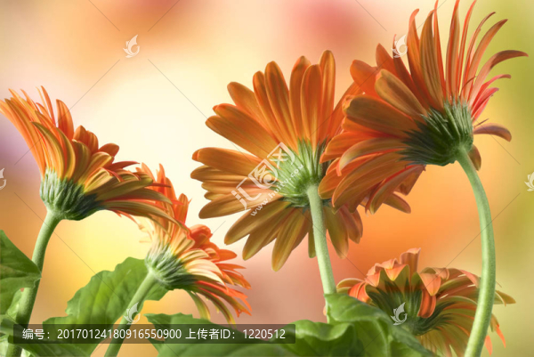 非洲菊
