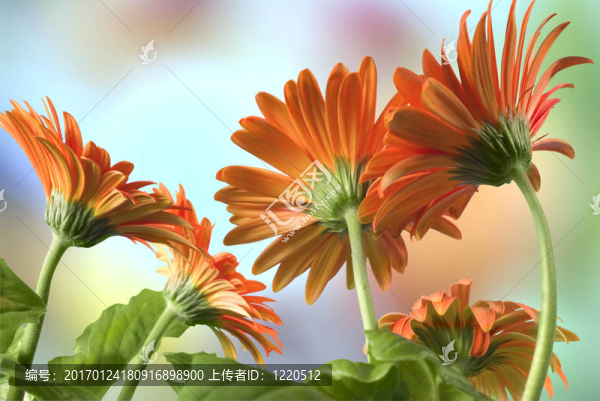 非洲菊