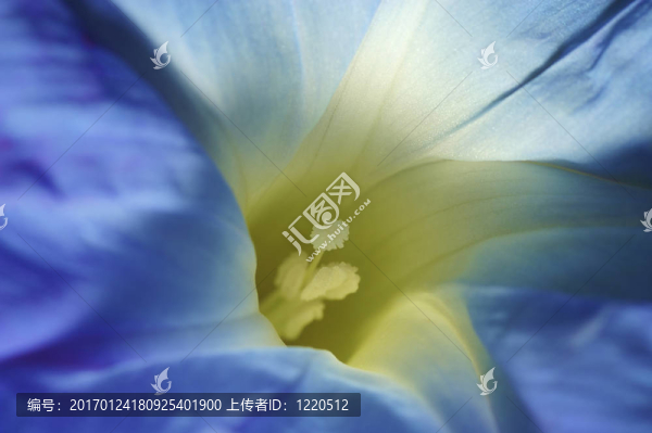 春天里的一朵五顏六色的藍(lán)色花朵