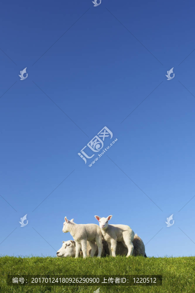 可愛的春天的羔羊