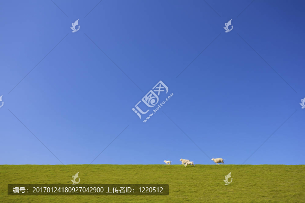 綿羊和小羊在綠色的田野里奔跑