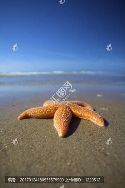 在海灘上的海星