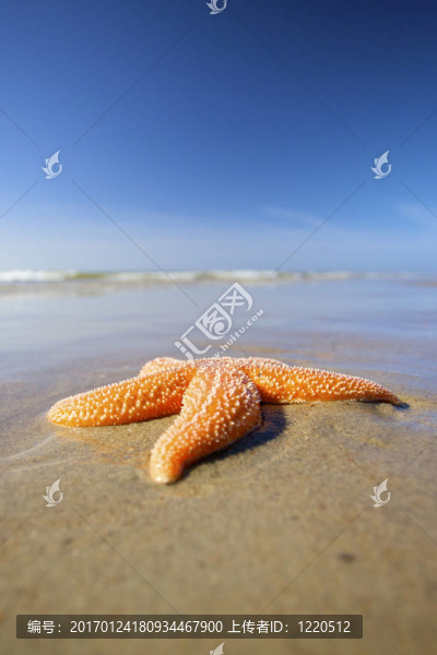 夏天在海灘上的海星