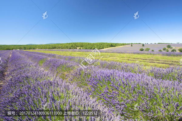 夏天田野里的薰衣草花