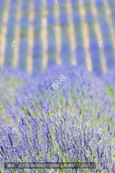 夏日清新明亮的薰衣草田野