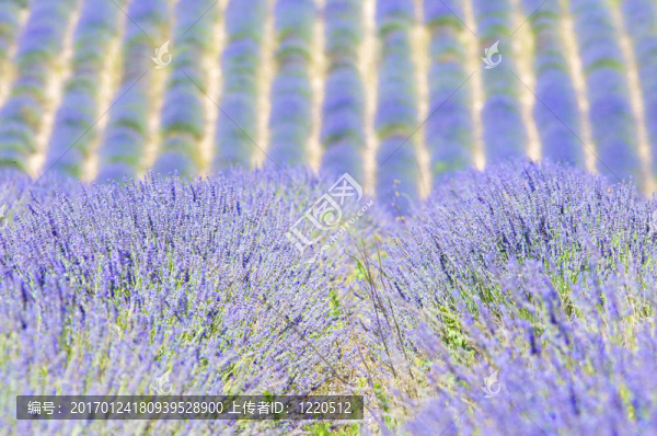 夏季清新薰衣草田