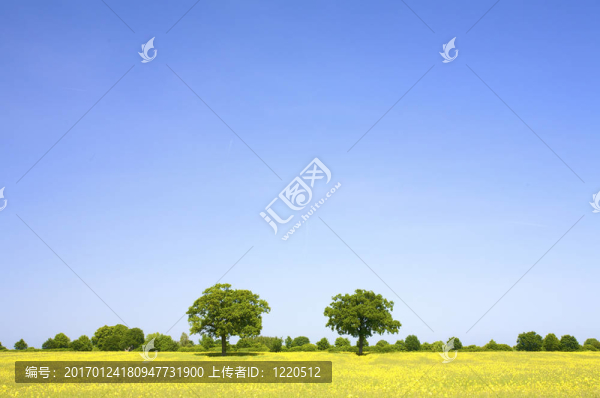 一片清新明亮的草地，夏天有一片生機(jī)勃勃的藍(lán)天