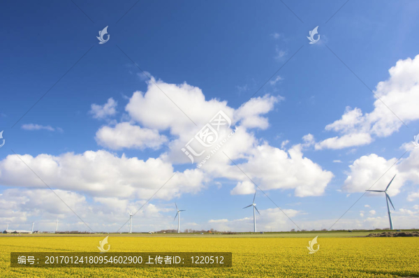 荷蘭的風(fēng)力渦輪機(jī)在春天的新鮮黃花的領(lǐng)域