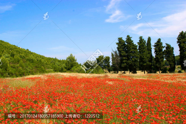 一場罌粟花在夏天，紅的花，明亮的藍(lán)色天空