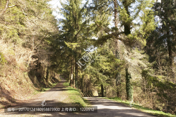 林區(qū)公路
