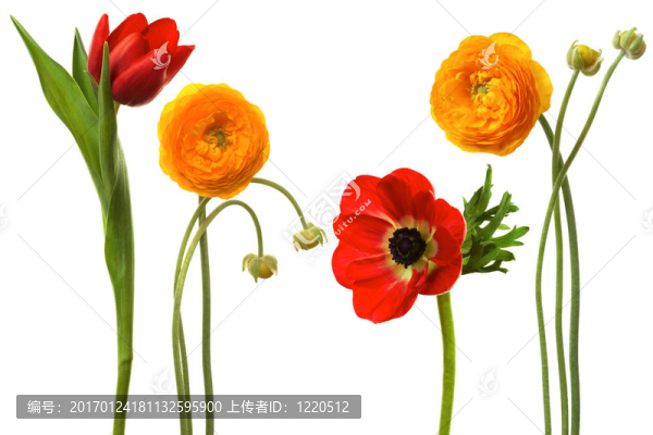 美麗的鮮花