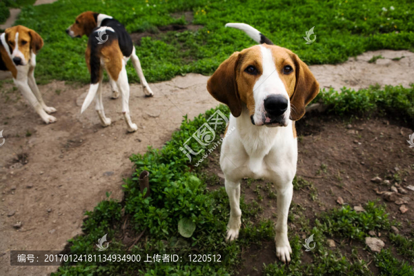 獵犬狗架