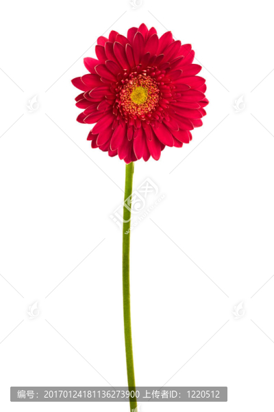 美麗鮮艷的紅花-匯圖網(wǎng) www.fosd68.com 美麗鮮艷的紅花