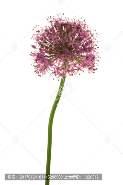 美麗的紫色的花