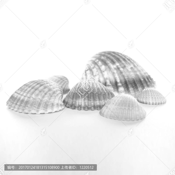 殼