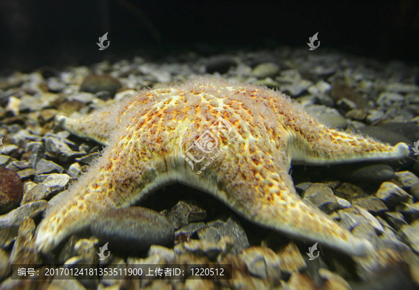 dermasterias滿江紅