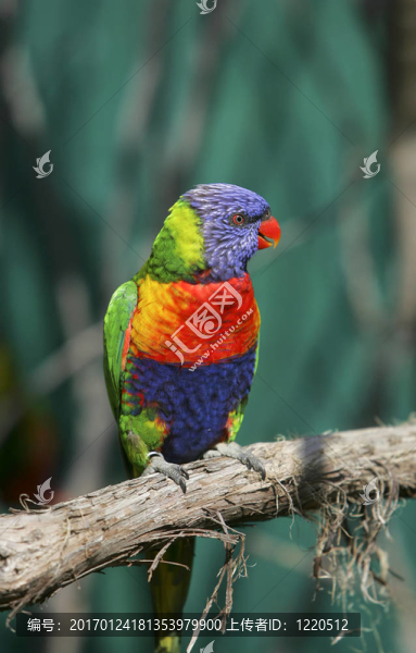 吸蜜鸚鵡鳥在樹枝上