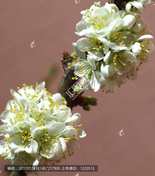 盛開的梅花樹枝（Prunus,cultivar）
