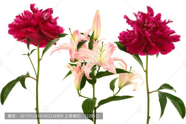 美麗的鮮花
