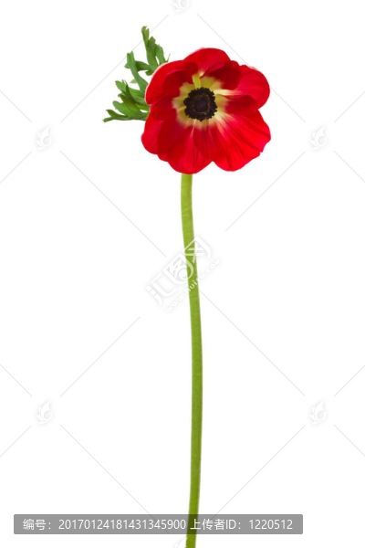 紅色的花