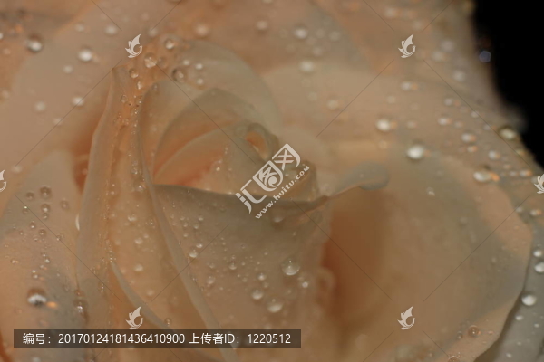 玫瑰