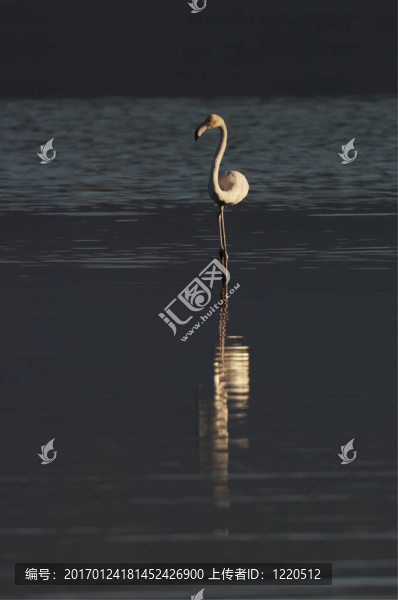 火烈鳥