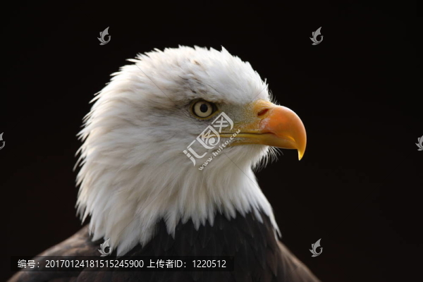 禿頭鷹
