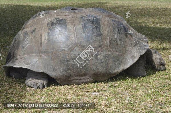 塞舌爾巨龜