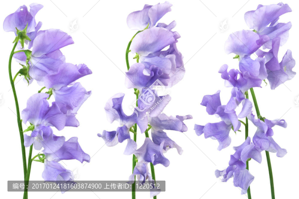 美麗的藍(lán)色的花-匯圖網(wǎng) www.fosd68.com 美麗的藍(lán)色的花