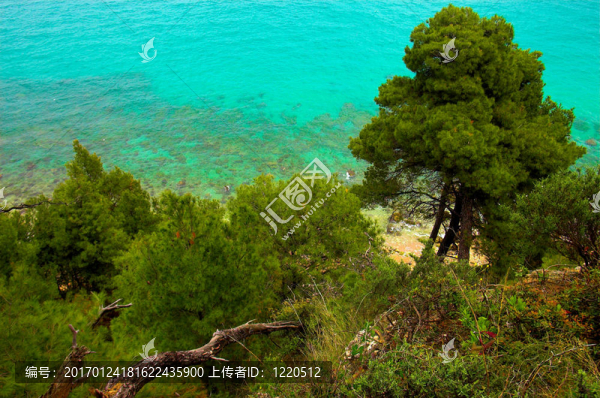 海邊的松樹(shù)