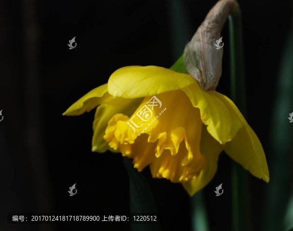 黃水仙