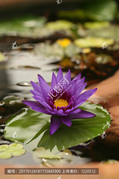 蓮花在反射水中的形象