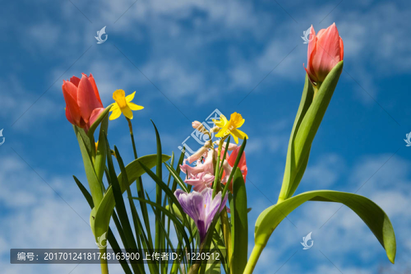 在春天的花朵Blubs