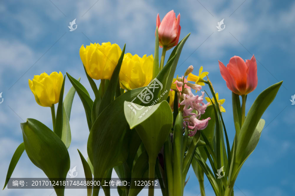 空氣中的花