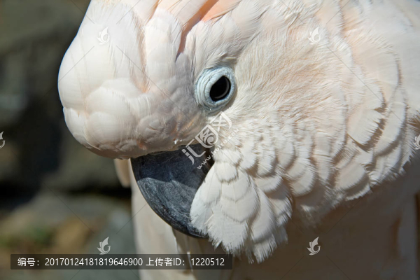 白色鳳頭鸚鵡