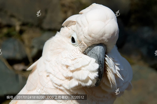 白色鳳頭鸚鵡