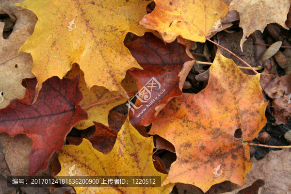 秋季森林地板接近