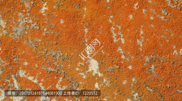 巖石上的橙色模子-匯圖網(wǎng) www.fosd68.com 巖石上的橙色模子