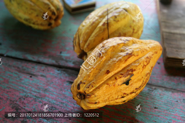 成熟的可可果