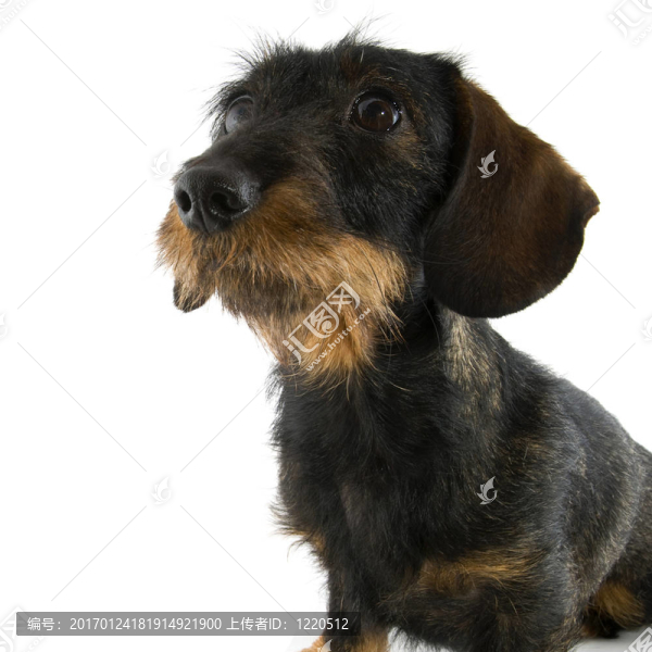 臘腸犬