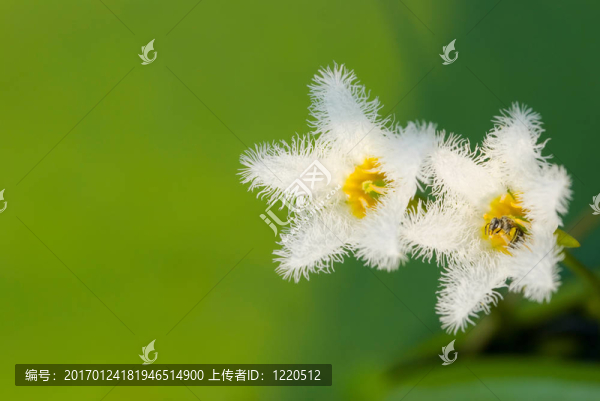 水上的蜜蜂