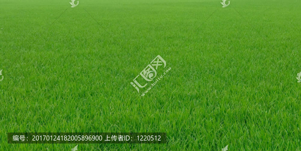 Green,Rice的背景