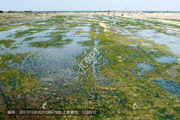 一個綠色的海藻巖土地